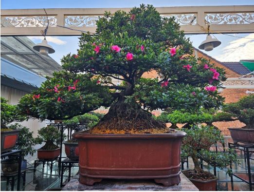 Tác phẩm Bonsai Đỗ Quyên Pháp “Cửu Phẩm Liên Hoa” 100 năm tuổi, do Nghệ Nhân
Dương Quý Sỹ tạo tác được Viện Sáng Tạo Độc Bản Việt Nam – Trung Ương Hội Kỷ Lục
Gia Việt Nam, Công nhận “Độc Bản Việt Nam” năm 2023.