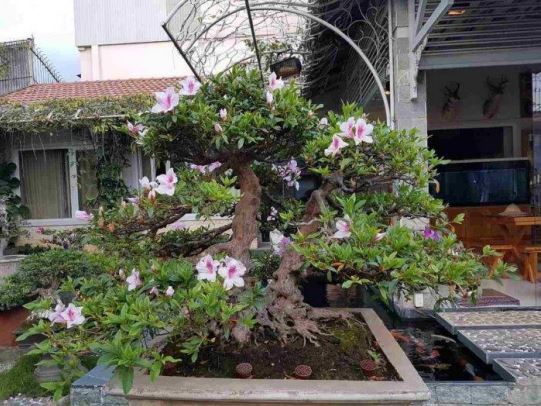 Tác phẩm Bonsai Đỗ Quyên Pháp “Song Thụ Long Vân” 130 năm tuổi (1983-2023), do
Nghệ Nhân Dương Quý Sỹ tạo tác được Viện Sáng Tạo Độc Bản Việt Nam – Trung Ương
Hội Kỷ Lục Gia Việt Nam, Công nhận “Độc Bản Việt Nam” năm 2023.